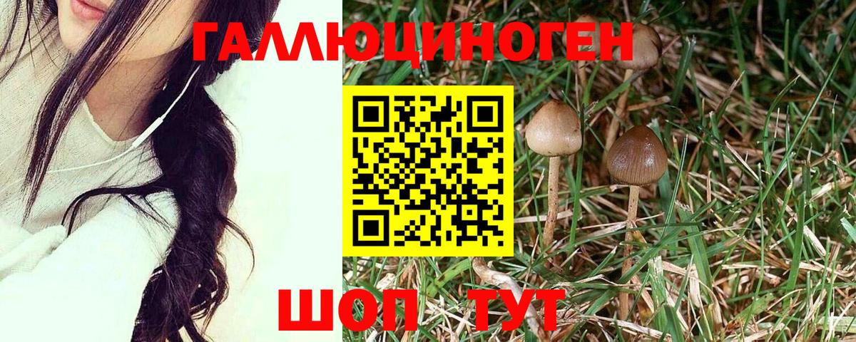 Оренбург  Галлюциногенные грибы прущие грибы  Вход с VPN 